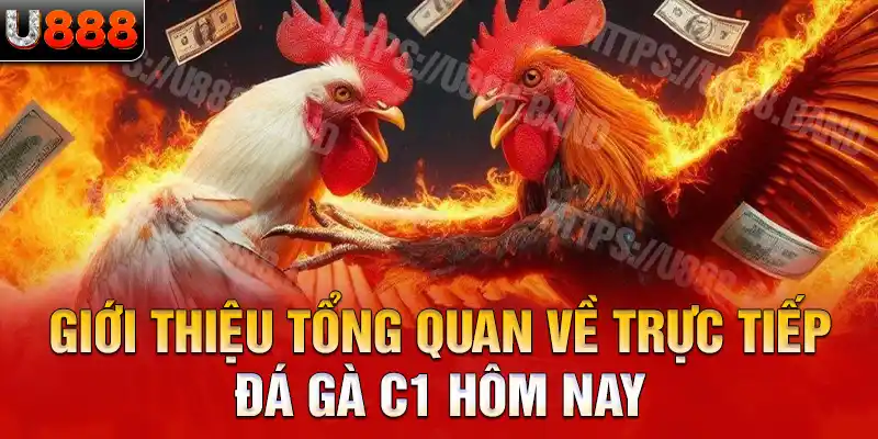 Giới thiệu tổng quan về trực tiếp đá gà c1 hôm nay