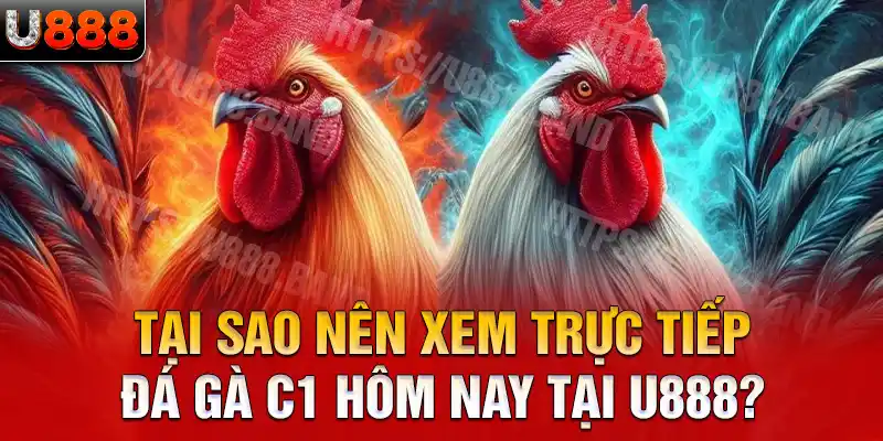 Tại sao nên xem trực tiếp đá gà c1 hôm nay tại U888?