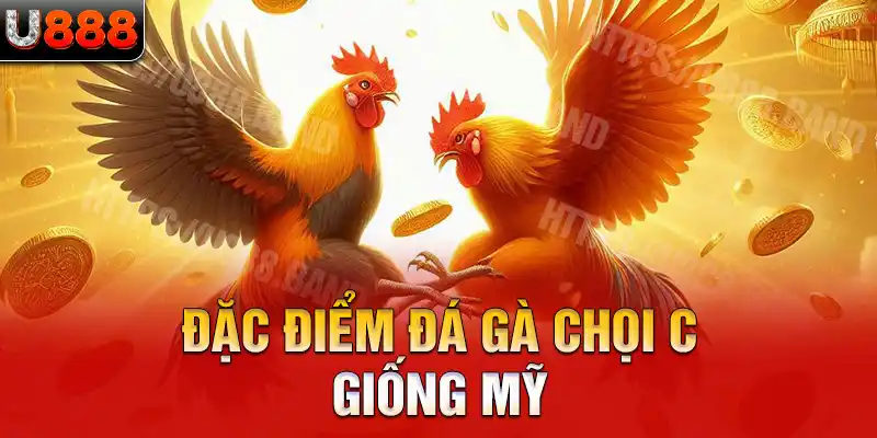 Đặc điểm đá gà chọi C1 giống Mỹ