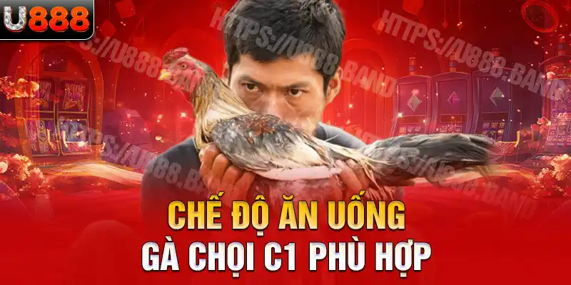 Chế độ ăn uống gà chọi C1 phù hợp