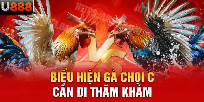 Biểu hiện gà chọi C1 cần đi thăm khám