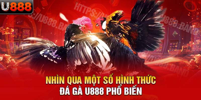 Nhìn qua một số hình thức đá gà U888 phổ biến