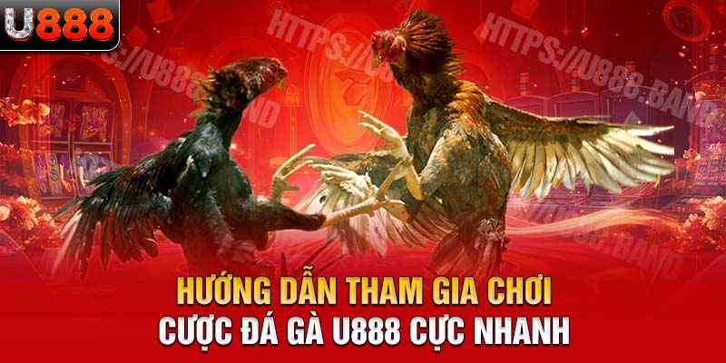 Hướng dẫn tham gia chơi cược đá gà U888 cực nhanh